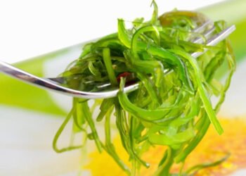 In arrivo la coltivazione domestica di alghe