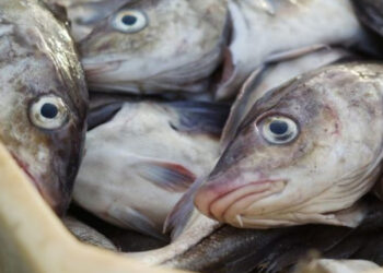 Islanda: paese di pescatori tra innovazione e sostenibilità