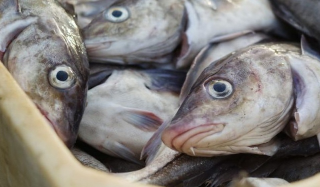 Islanda: paese di pescatori tra innovazione e sostenibilità