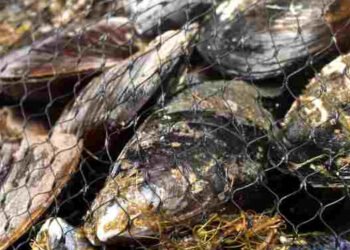 Italia El Dorado per esportatori di prodotti ittici