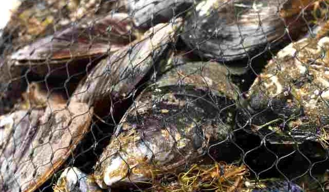 Italia El Dorado per esportatori di prodotti ittici