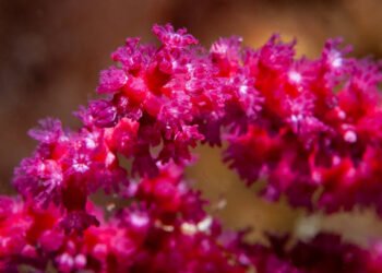 La biomassa corallina mediterranea verso il collasso