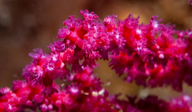 La biomassa corallina mediterranea verso il collasso