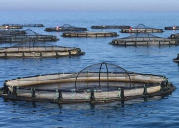 L'acquacoltura potrebbe aiutare a contrastare il cambiamento climatico