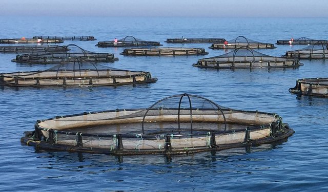 L'acquacoltura potrebbe aiutare a contrastare il cambiamento climatico