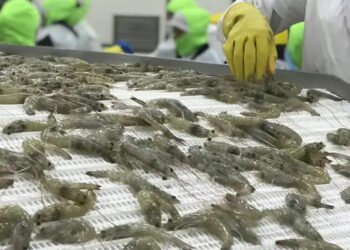 Nel 2021 l'Ecuador è risultato essere il maggior esportatore di gamberi