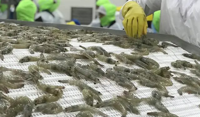 Nel 2021 l'Ecuador è risultato essere il maggior esportatore di gamberi