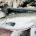 Salmone. L'Islanda registra un aumento di produzione del 35%