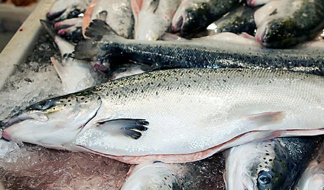 Salmone. L'Islanda registra un aumento di produzione del 35%