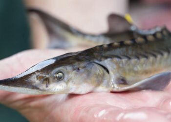 Una nuova fondazione mira a frenare la pervasiva frode nel commercio di caviale