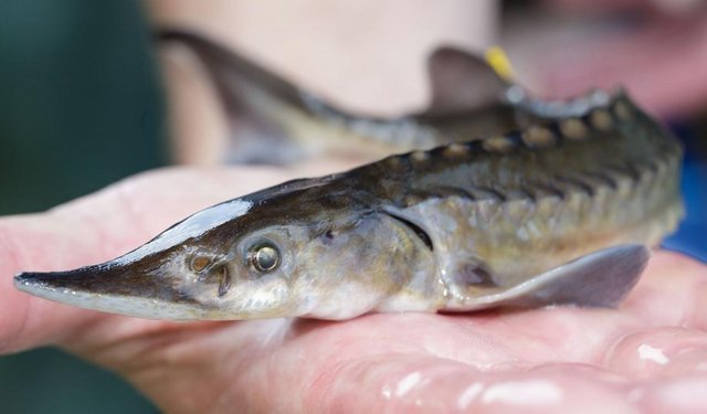 Una nuova fondazione mira a frenare la pervasiva frode nel commercio di caviale