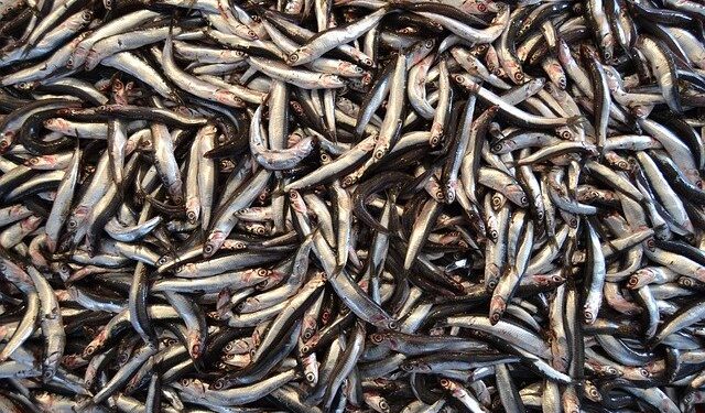 acciughe