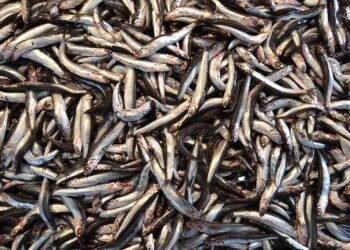 acciughe