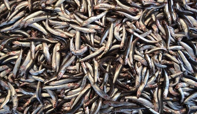 acciughe