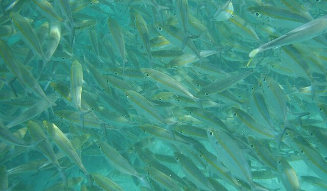 Identificato un legame tra stress respiratorio e riproduzione dei pesci