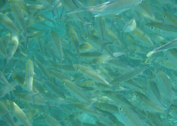 Identificato un legame tra stress respiratorio e riproduzione dei pesci