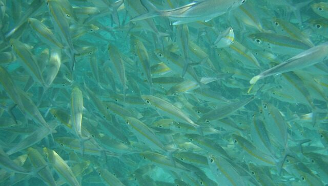 Identificato un legame tra stress respiratorio e riproduzione dei pesci