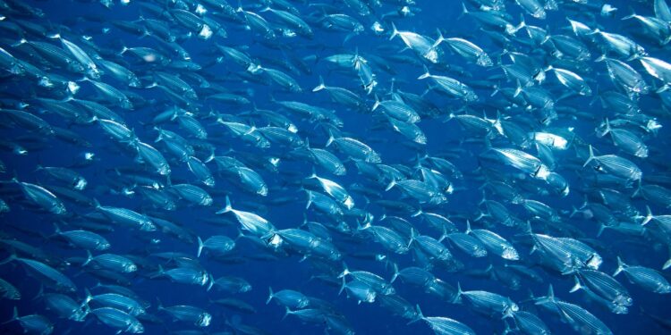 Consumatori sempre più interessati alla sostenibilità dei prodotti ittici