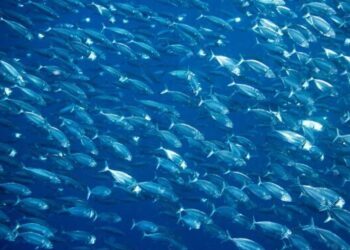 Consumatori sempre più interessati alla sostenibilità dei prodotti ittici