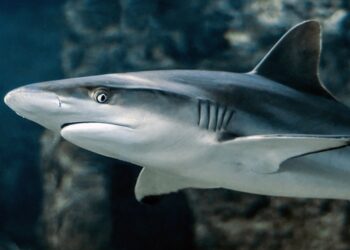 Finning, una pratica crudele che Unci Agroalimentare vuole contribuire a fermare