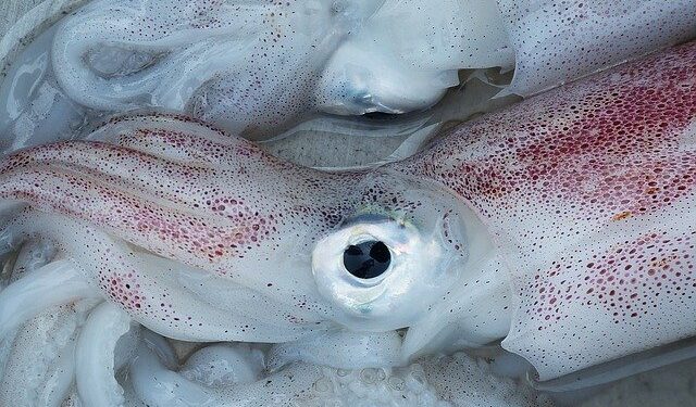 Vietnam, aumentano le esportazioni di calamari e polpi