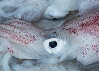 Vietnam, aumentano le esportazioni di calamari e polpi