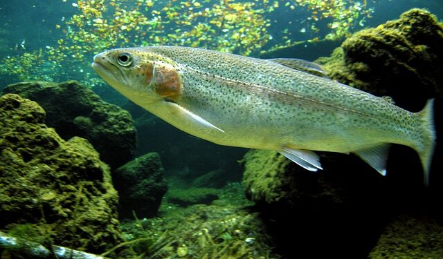 Ricerca, come rendere le trote iridee d’allevamento più simili alle selvatiche