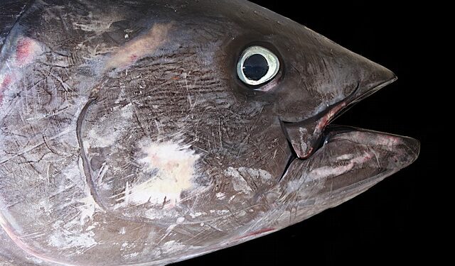 Dispositivi acustici individuano il tonno rosso nel Regno Unito