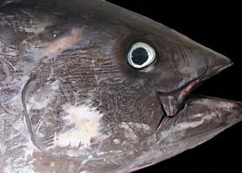 Dispositivi acustici individuano il tonno rosso nel Regno Unito