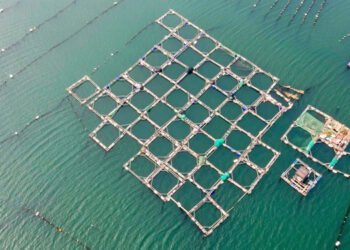 2025. La Cina verso una produzione di 69 milioni tonnellate di pesce