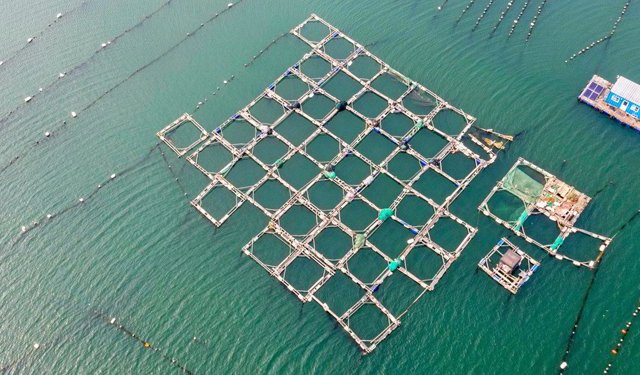 2025. La Cina verso una produzione di 69 milioni tonnellate di pesce