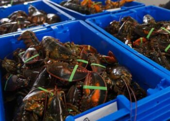 Boom di richiese di aragosta statunitense per il Capodanno Cinese