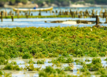 EU4Algae, una piattaforma per promuovere la produzione e l'uso di alghe