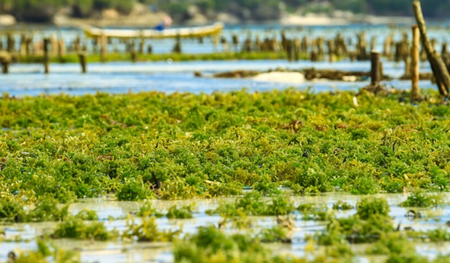 EU4Algae, una piattaforma per promuovere la produzione e l'uso di alghe