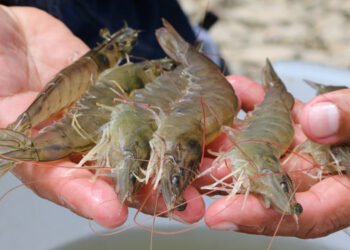 Il gambero ecuadoriano perde competitività