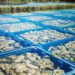 In Russia in aumento la produzione di ostriche e cozze