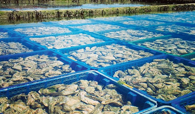 In Russia in aumento la produzione di ostriche e cozze