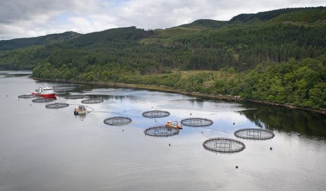 Le esportazioni di salmone scozzese tornano quasi a cifre record