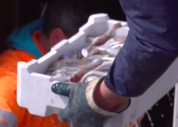 Sostenibilità delle cassette in polistirolo per il mercato ittico: facciamo un po’ di chiarezza