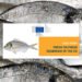 Nuovo studio EUMOFA: l'orata fresca nell'UE