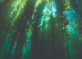 Per BioMar le microalghe non sono più un ingrediente di nicchia