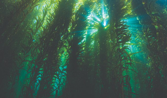 Per BioMar le microalghe non sono più un ingrediente di nicchia