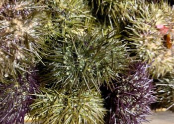 Ricci di mare, Scognamiglio Misure drastiche in Sardegna