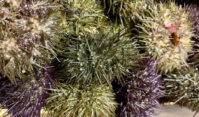 Ricci di mare, Scognamiglio Misure drastiche in Sardegna