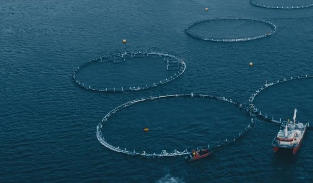 Sistemi di acquacoltura a ricircolo per incrementare il settore russo