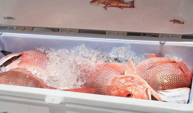 Ricerca sulle qualità genetiche del dentice rosso