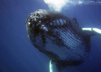 L'Islanda porrà fine alla caccia alle balene nel 2024