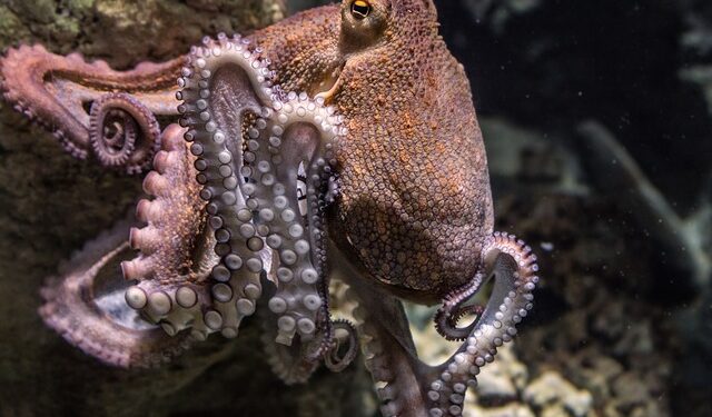 Vietato l'allevamento di polpi nello stato di Washington