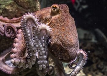 Vietato l'allevamento di polpi nello stato di Washington