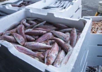 ASSOITTICA e AIPE protocollo per recupero cassette in polistirolo